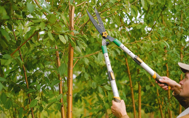 Tree trimming in Chateaugay, NY